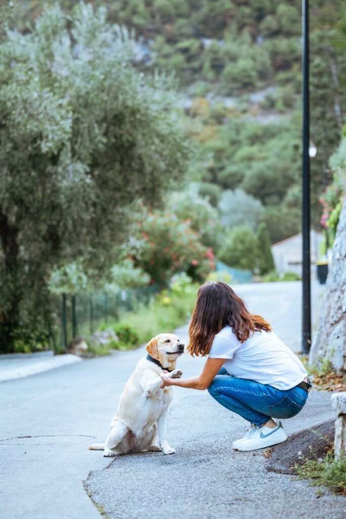 Formation ACACED
Attestation de Connaissances pour les Animaux de Compagnie d’Espèces Domestiques, option Chiens chez ZOOPRO.
Formation indispensable et réglementée par l’Etat pour travailler au contact des animaux domestiques.